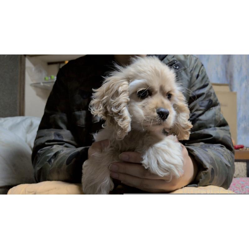 販売中の茨城県のアメリカンコッカースパニエル-443929の2枚目