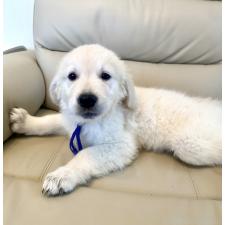 ♀︎ゴールデンレトリーバー