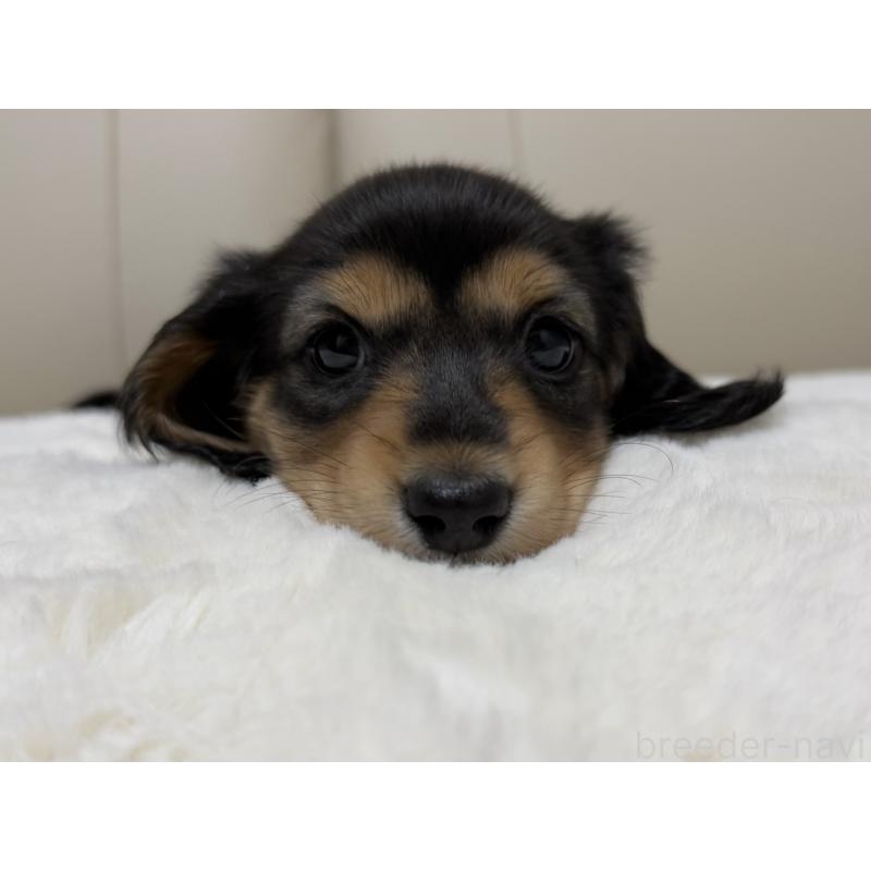 販売中の栃木県のミニチュアダックスフンド(ロングヘアード)-447053の5枚目