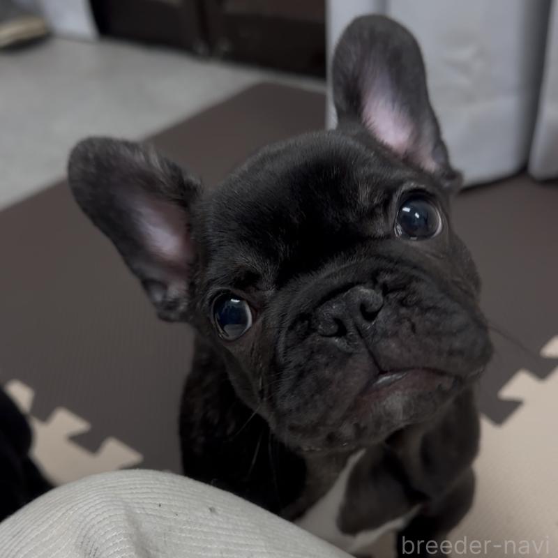 商談中の兵庫県のフレンチブルドッグ-444484の2枚目