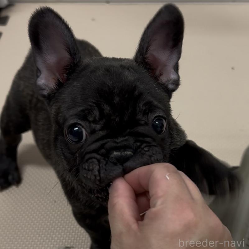 販売中の兵庫県のフレンチブルドッグ-444472の3枚目