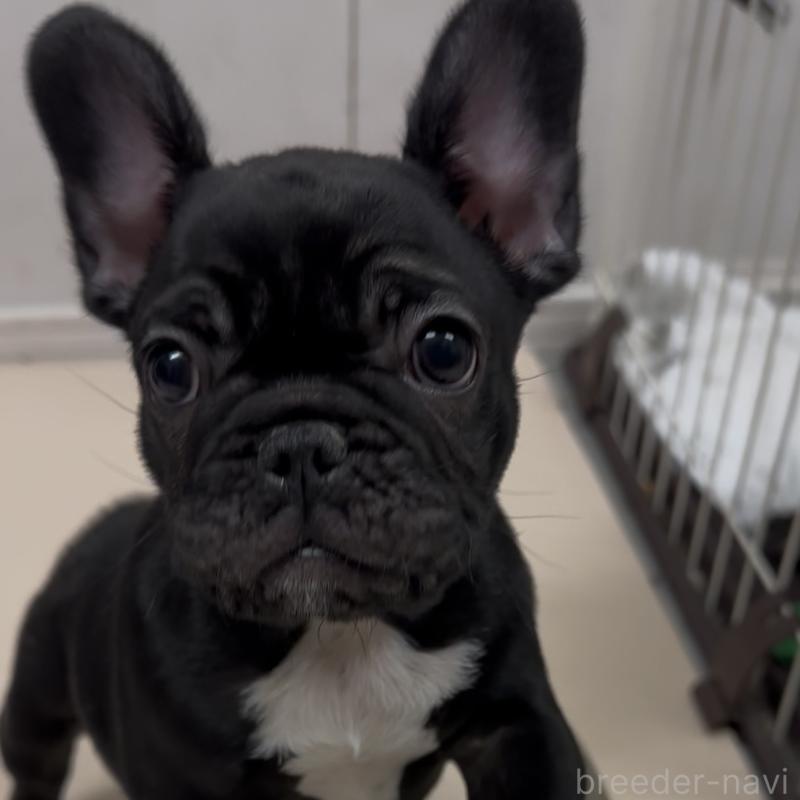 販売中の兵庫県のフレンチブルドッグ-444771の2枚目