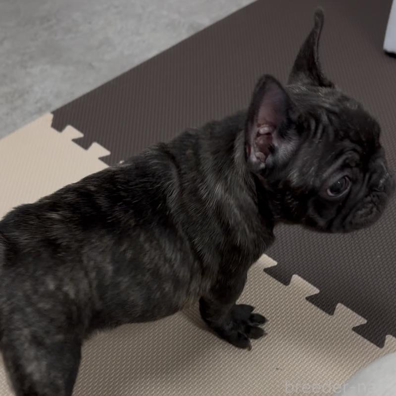 販売中の兵庫県のフレンチブルドッグ-444472の2枚目