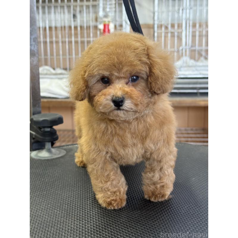 販売中の栃木県のティーカッププードル-444786の10枚目