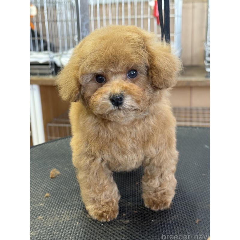 販売中の栃木県のティーカッププードル-444786の9枚目