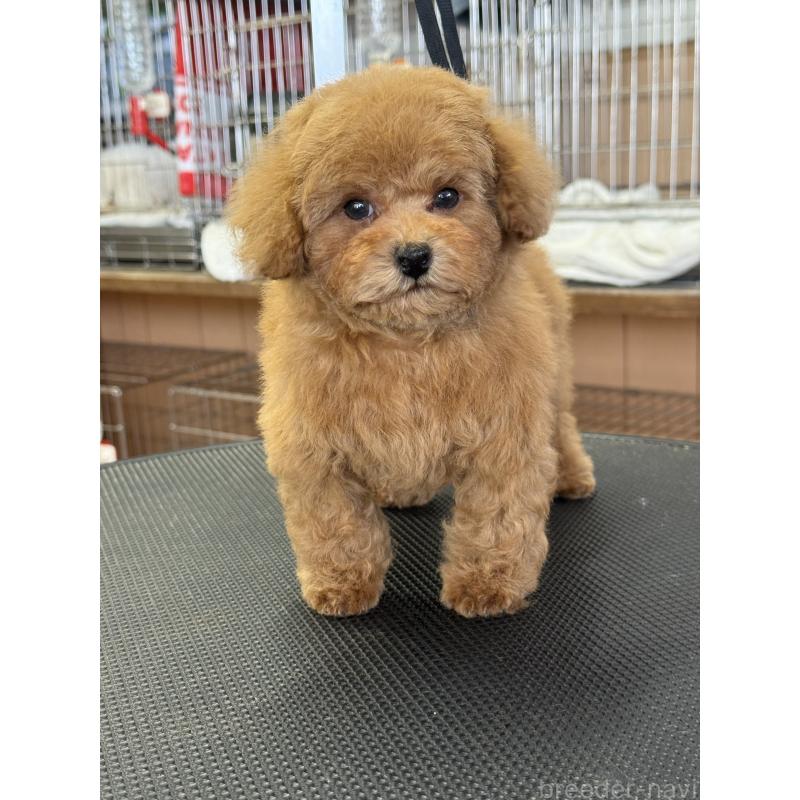 販売中の栃木県のティーカッププードル-444786の8枚目