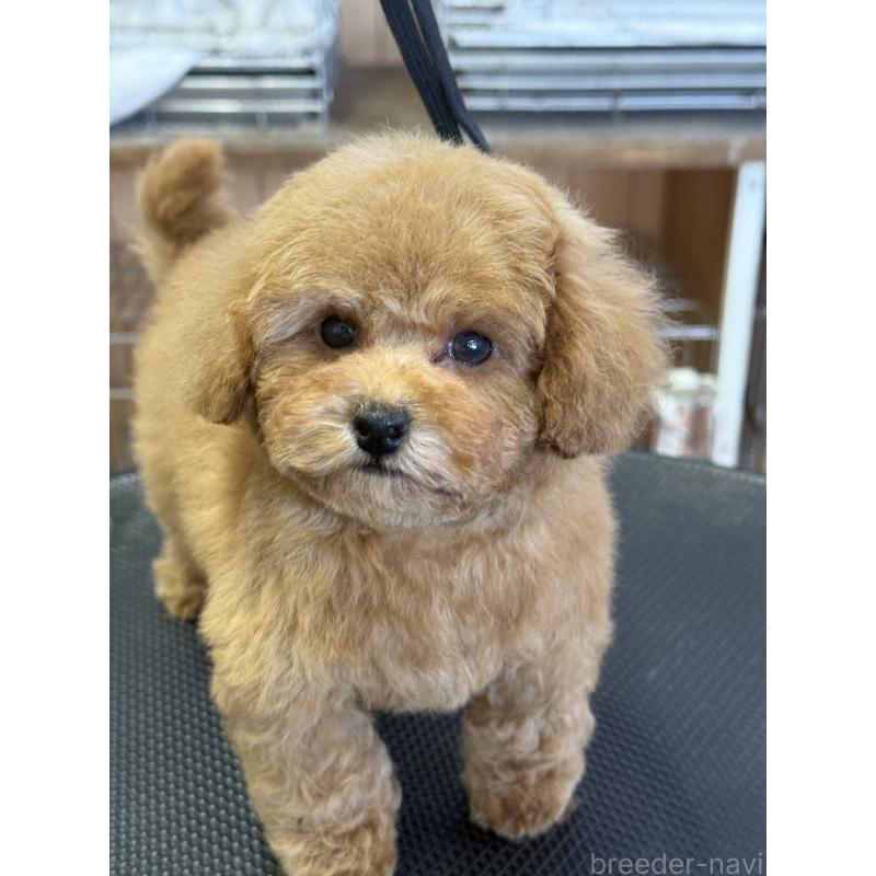 販売中の栃木県のティーカッププードル-444786の7枚目