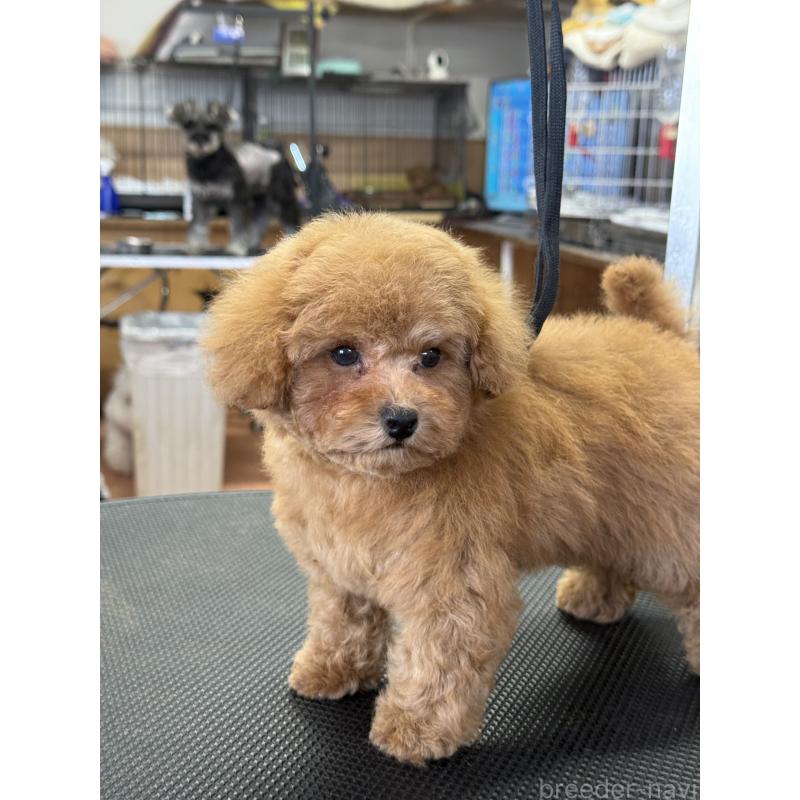 販売中の栃木県のティーカッププードル-444786の6枚目