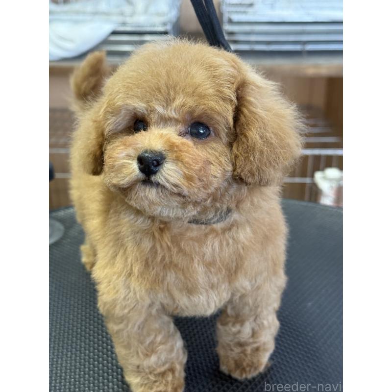 販売中の栃木県のティーカッププードル-444786の4枚目