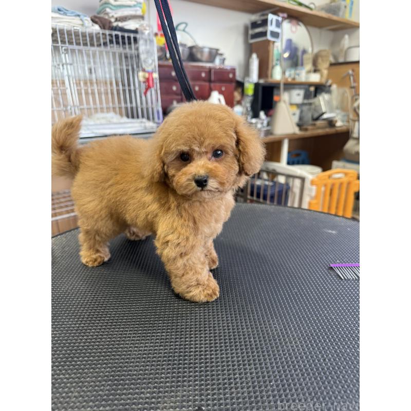 販売中の栃木県のティーカッププードル-444786の2枚目