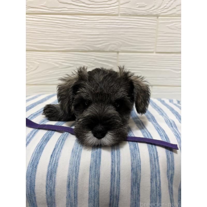 販売中の愛知県のミニチュアシュナウザー-442845