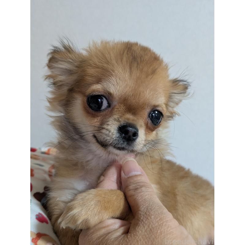 販売中の埼玉県のチワワ(ロングコート)-440192の2枚目