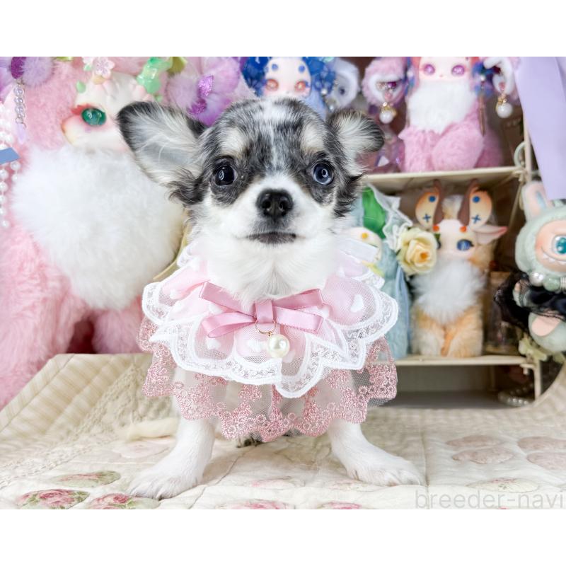 販売中の福岡県のチワワ(ロングコート)-432443の6枚目