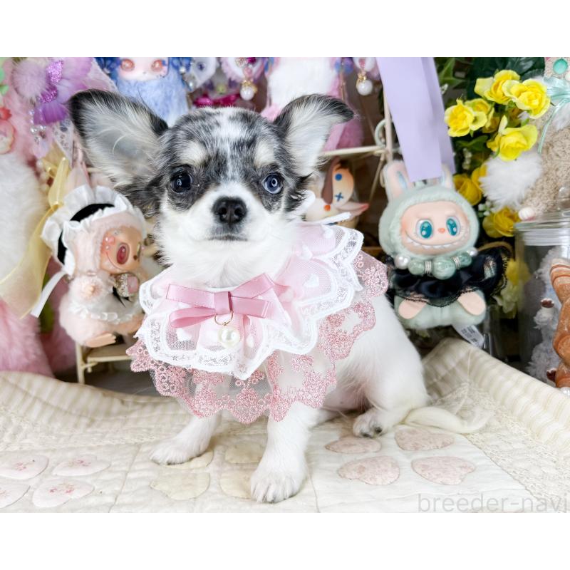 販売中の福岡県のチワワ(ロングコート)-432443の5枚目