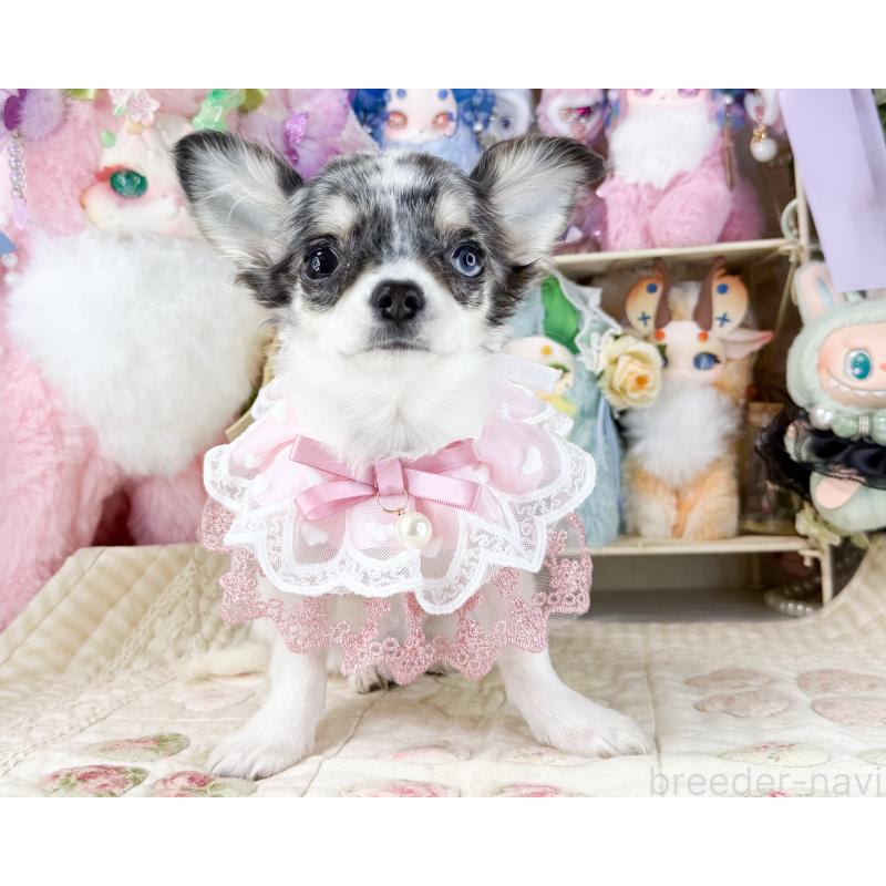 販売中の福岡県のチワワ(ロングコート)-432443の4枚目