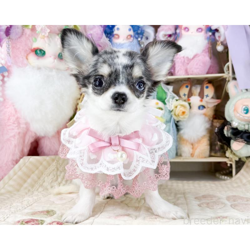 販売中の福岡県のチワワ(ロングコート)-432443の2枚目