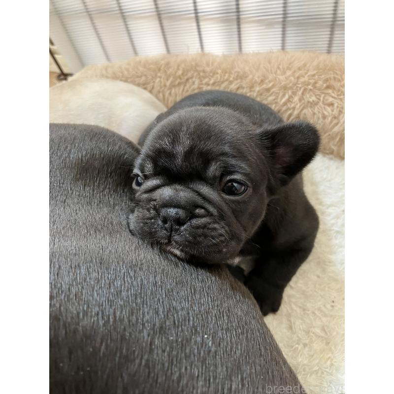 販売中の滋賀県のフレンチブルドッグ-446224の6枚目