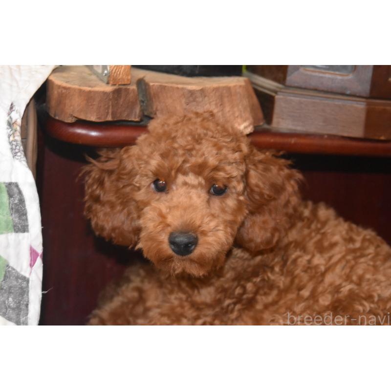 販売中の岡山県のトイプードル-435509