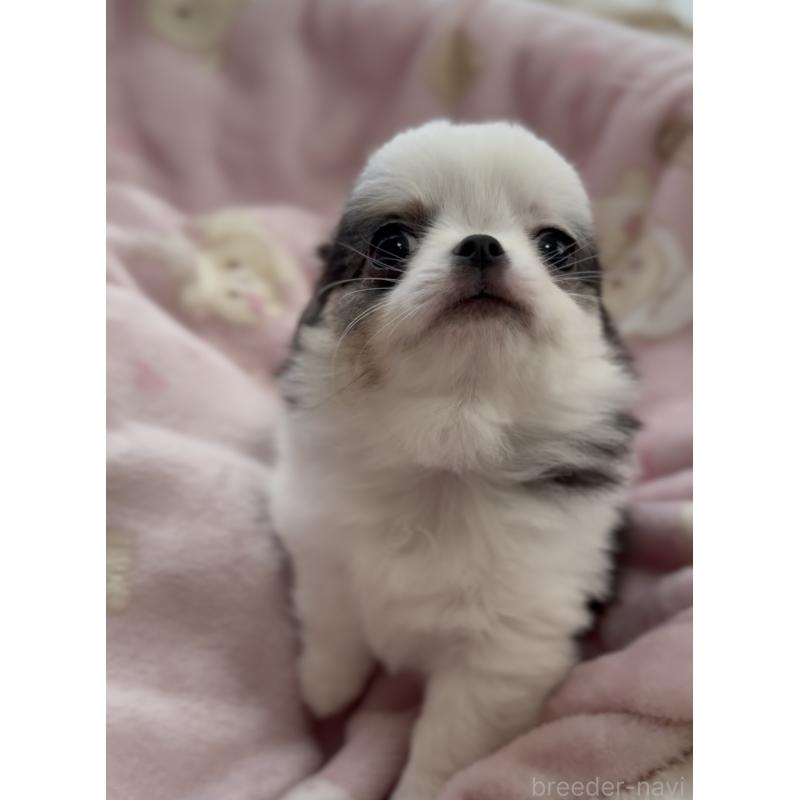 商談中の福岡県のチワワ(ロングコート)-447463の7枚目