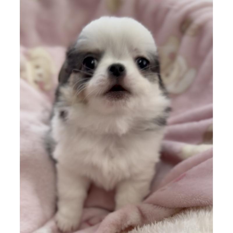 商談中の福岡県のチワワ(ロングコート)-447463の6枚目