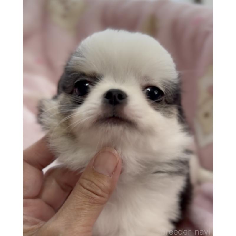 商談中の福岡県のチワワ(ロングコート)-447463の5枚目