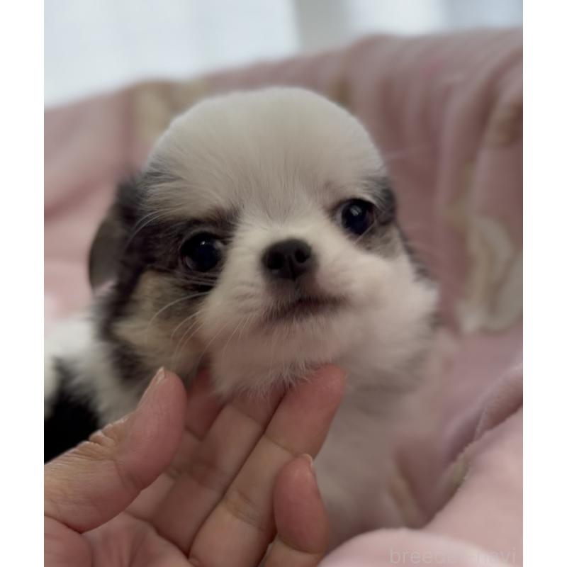 商談中の福岡県のチワワ(ロングコート)-447463の4枚目