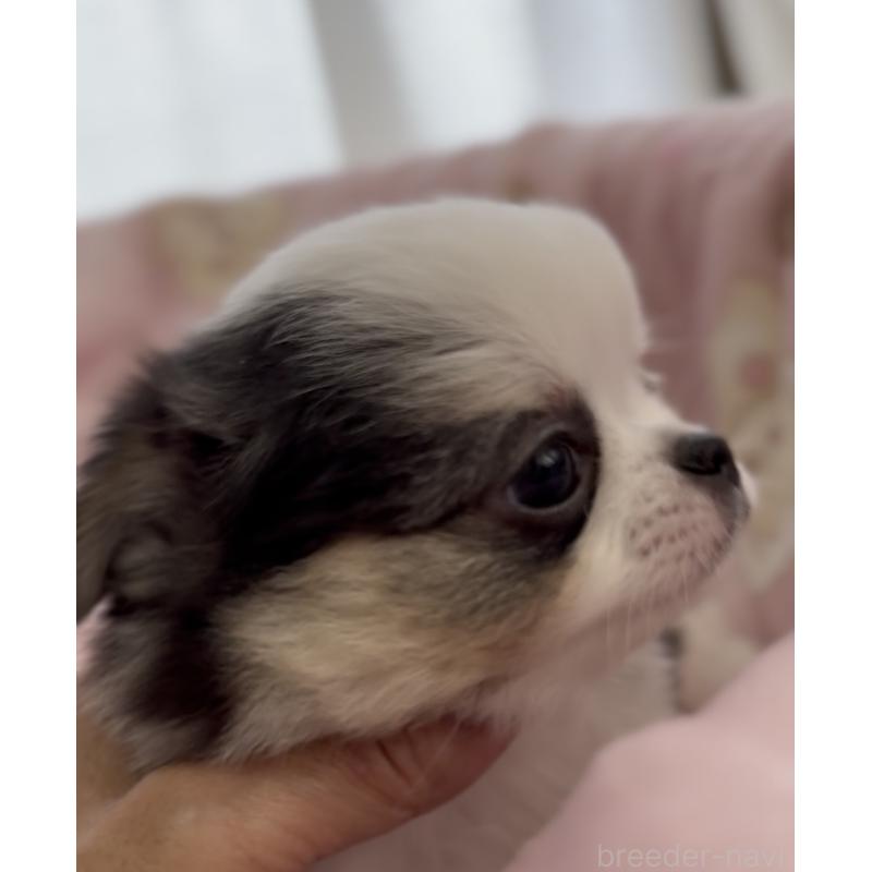 商談中の福岡県のチワワ(ロングコート)-447463の3枚目