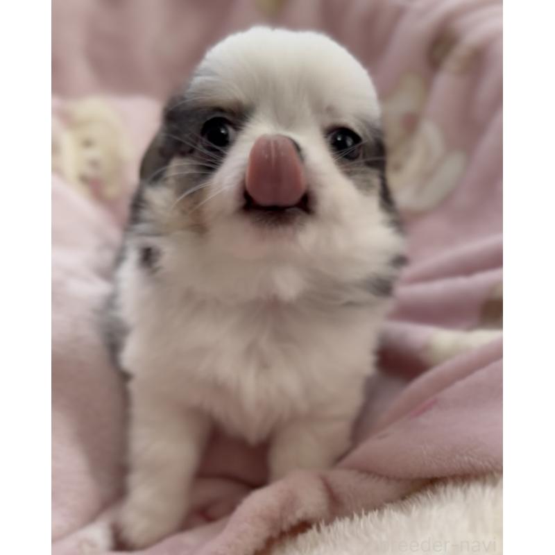 商談中の福岡県のチワワ(ロングコート)-447463の2枚目