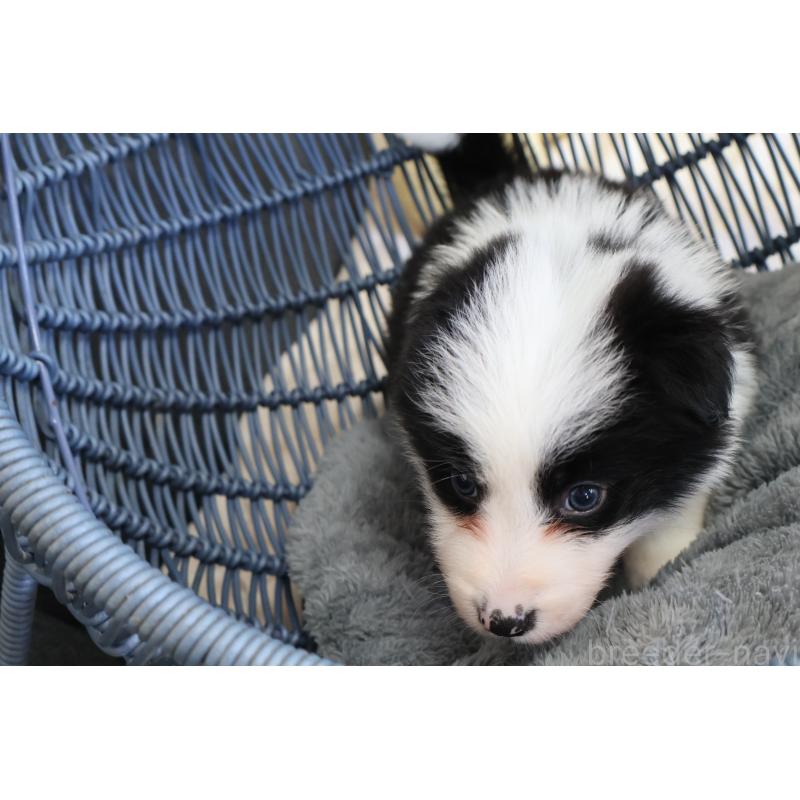 販売中の栃木県のボーダーコリー-447645の10枚目