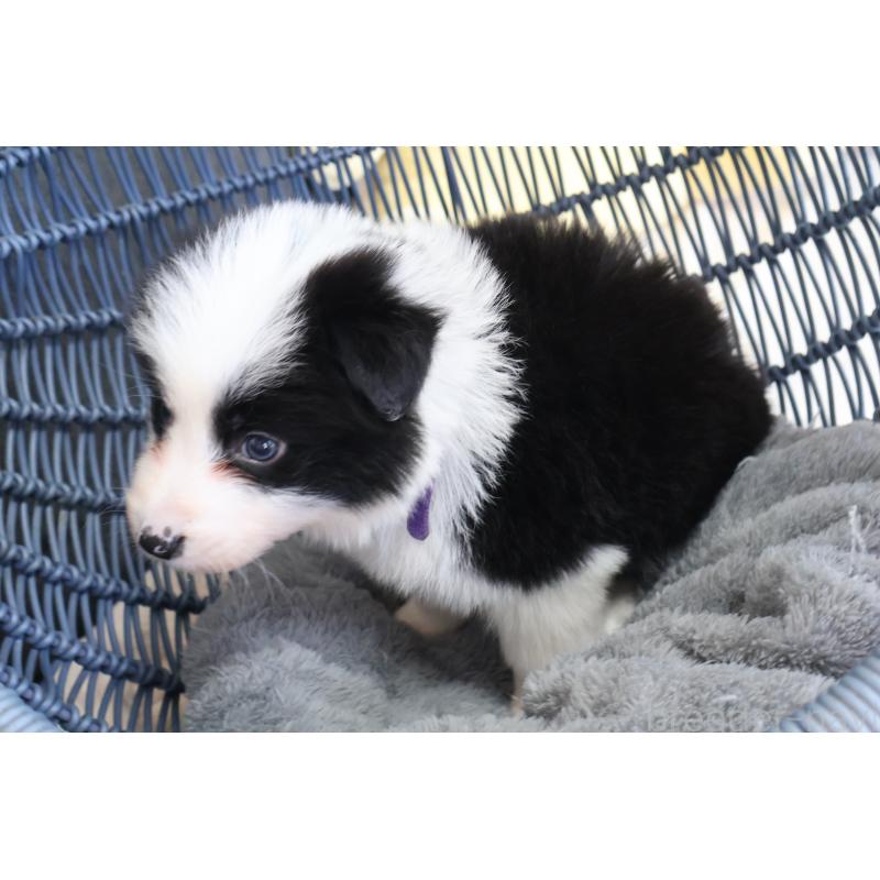 販売中の栃木県のボーダーコリー-447645の8枚目