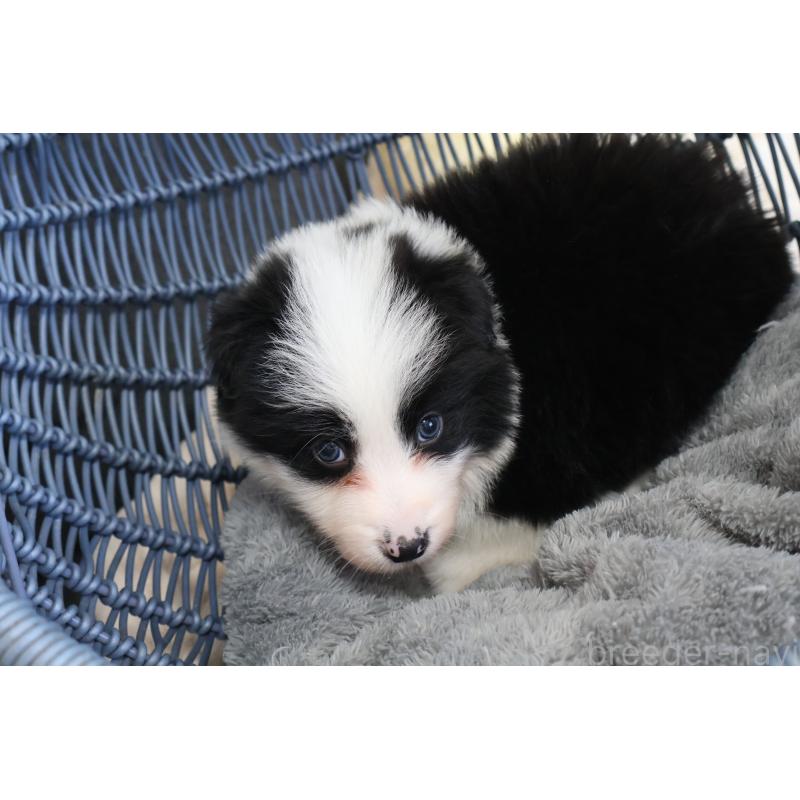 販売中の栃木県のボーダーコリー-447645の7枚目