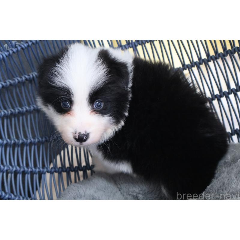 販売中の栃木県のボーダーコリー-447645の6枚目