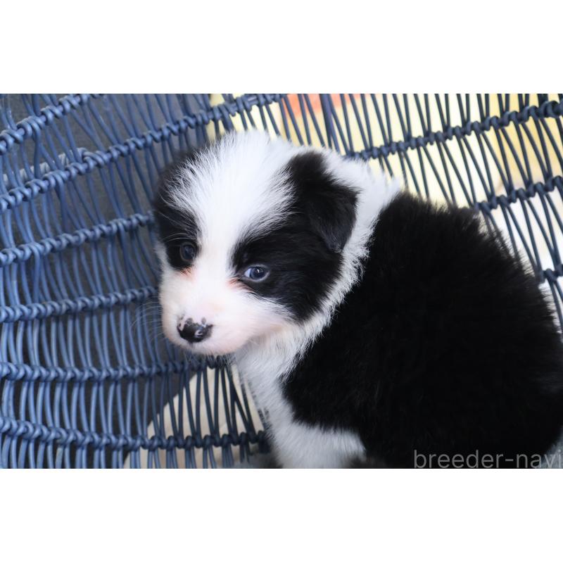 販売中の栃木県のボーダーコリー-447645の5枚目