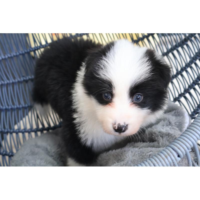 販売中の栃木県のボーダーコリー-447645の4枚目