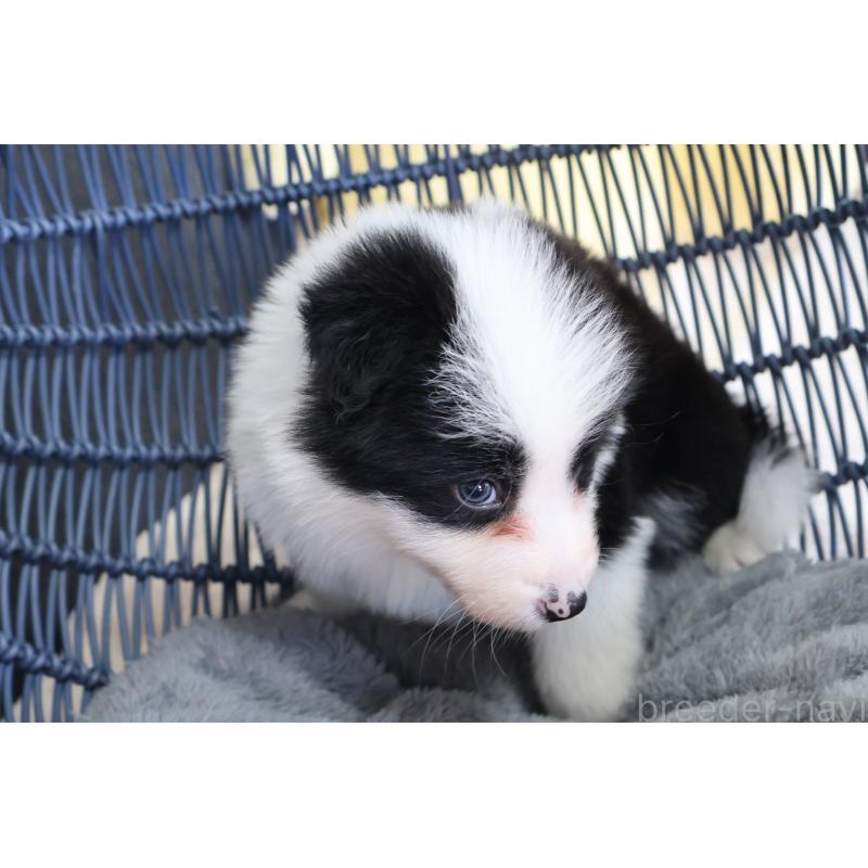 販売中の栃木県のボーダーコリー-447645の3枚目