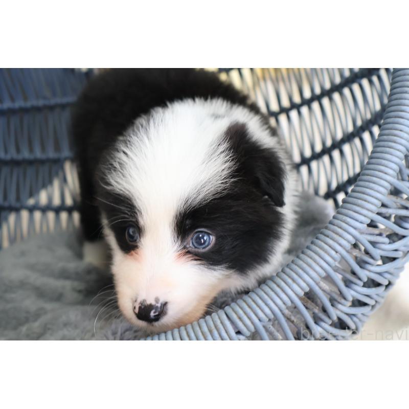 販売中の栃木県のボーダーコリー-447645の2枚目