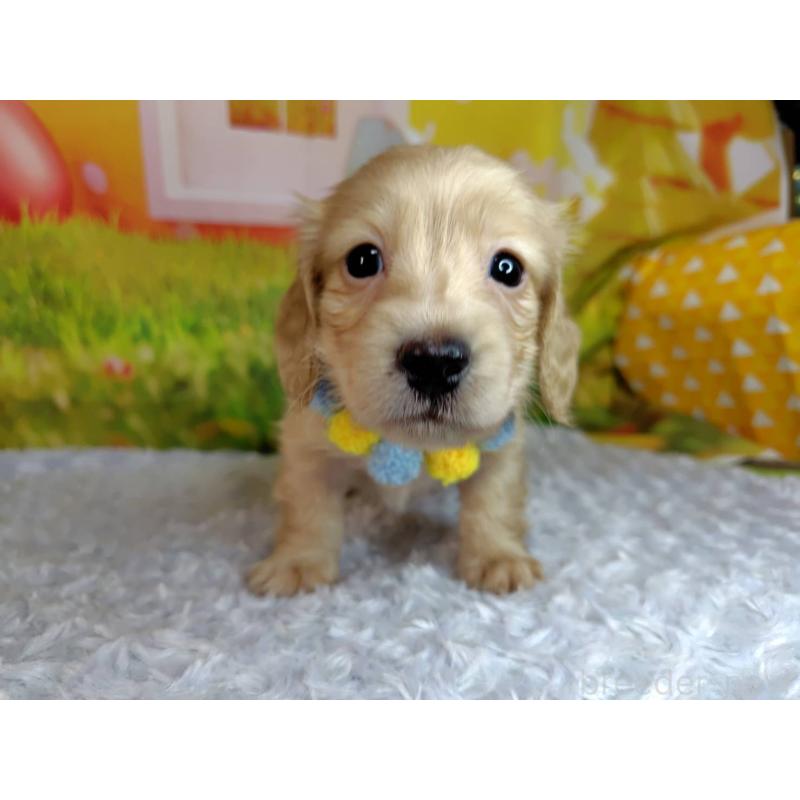 販売中の神奈川県のミニチュアダックスフンド(ロングヘアード)-446621