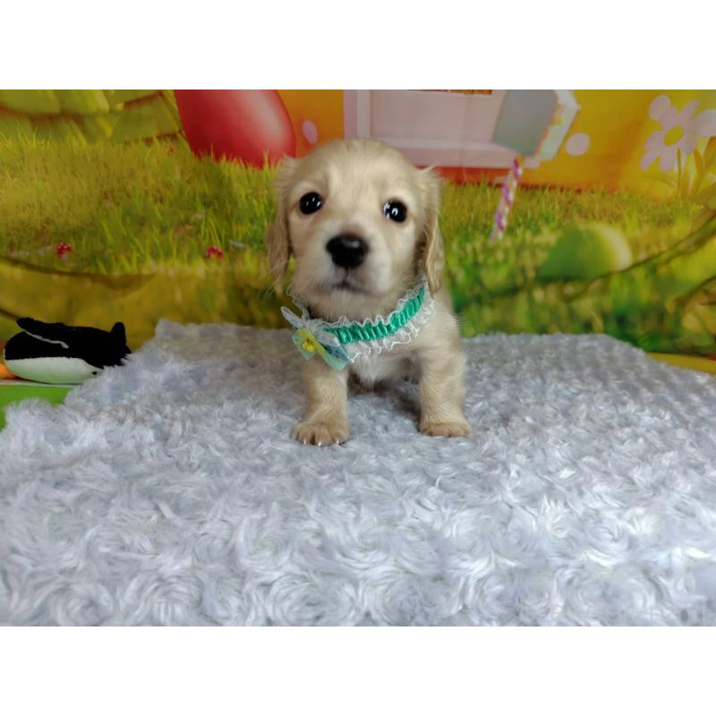 成約済の神奈川県のミニチュアダックスフンド(ロングヘアード)-446620の8枚目