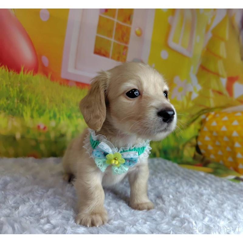 成約済の神奈川県のミニチュアダックスフンド(ロングヘアード)-446620の7枚目