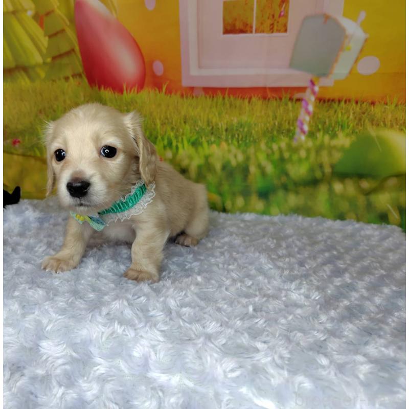 成約済の神奈川県のミニチュアダックスフンド(ロングヘアード)-446620の6枚目