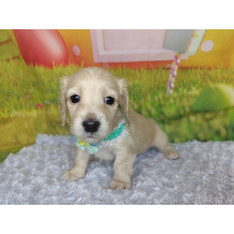 成約済の神奈川県のミニチュアダックスフンド(ロングヘアード)-446620の5枚目