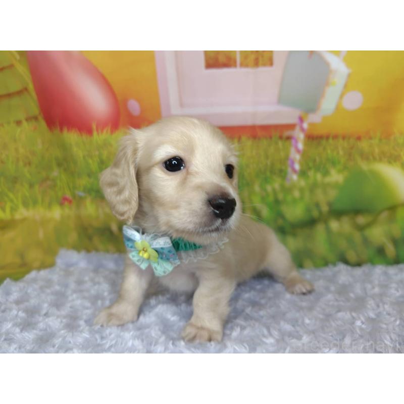 成約済の神奈川県のミニチュアダックスフンド(ロングヘアード)-446620の4枚目