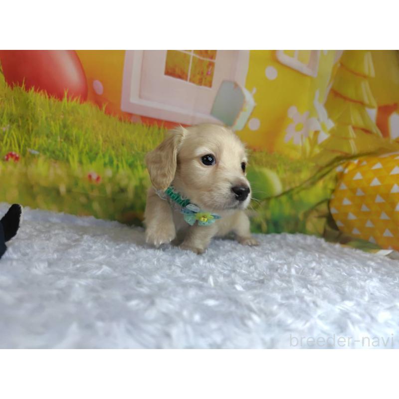 成約済の神奈川県のミニチュアダックスフンド(ロングヘアード)-446620の3枚目