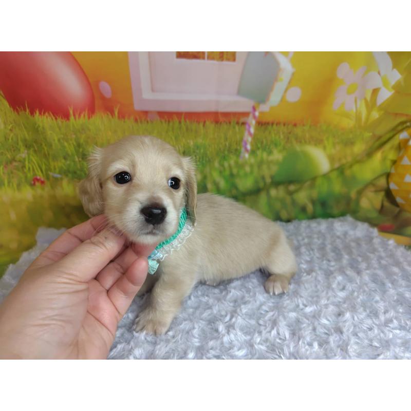 成約済の神奈川県のミニチュアダックスフンド(ロングヘアード)-446620の2枚目