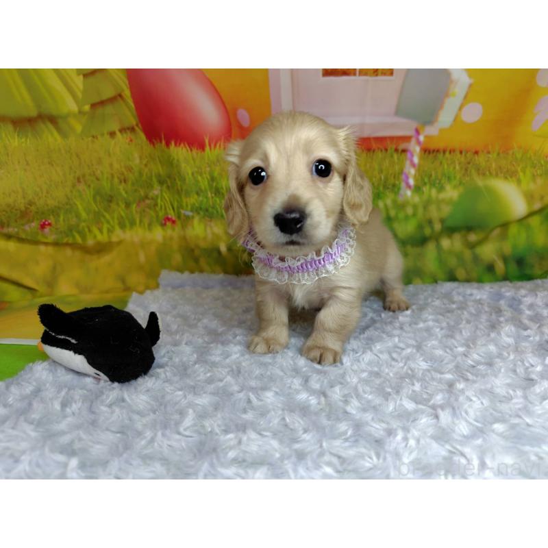 成約済の神奈川県のミニチュアダックスフンド(ロングヘアード)-446618の8枚目