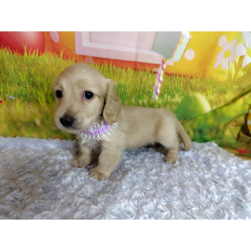 販売中の神奈川県のミニチュアダックスフンド(ロングヘアード)-446618