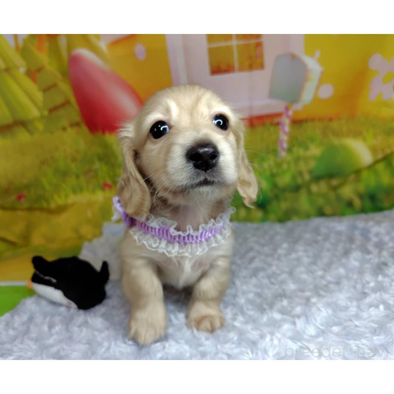 成約済の神奈川県のミニチュアダックスフンド(ロングヘアード)-446618の6枚目