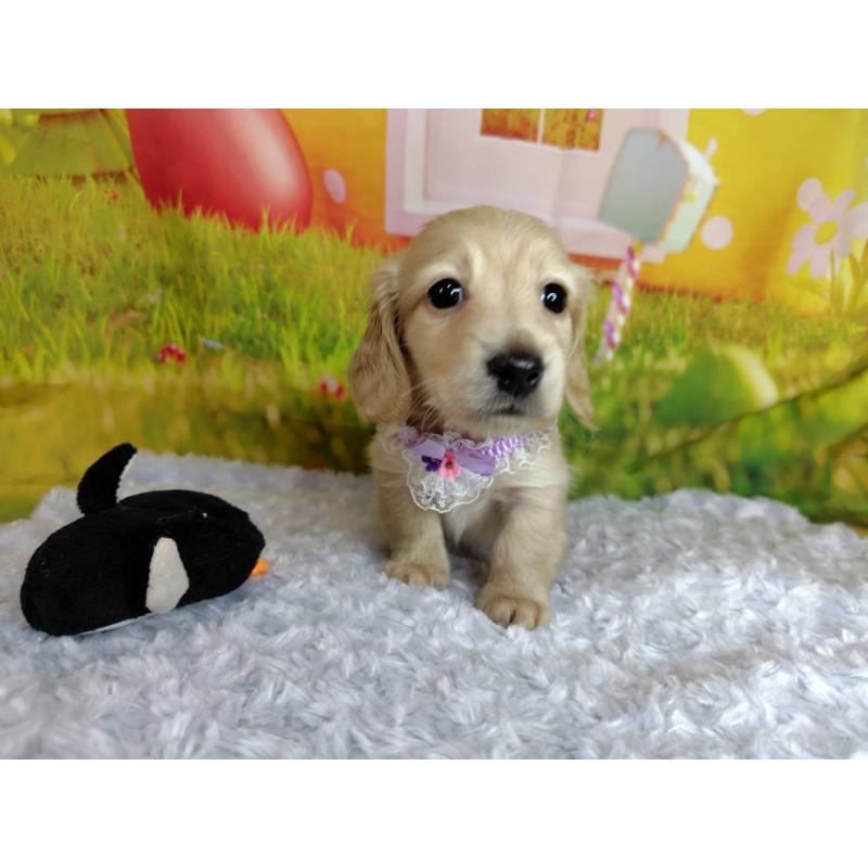 成約済の神奈川県のミニチュアダックスフンド(ロングヘアード)-446618の5枚目