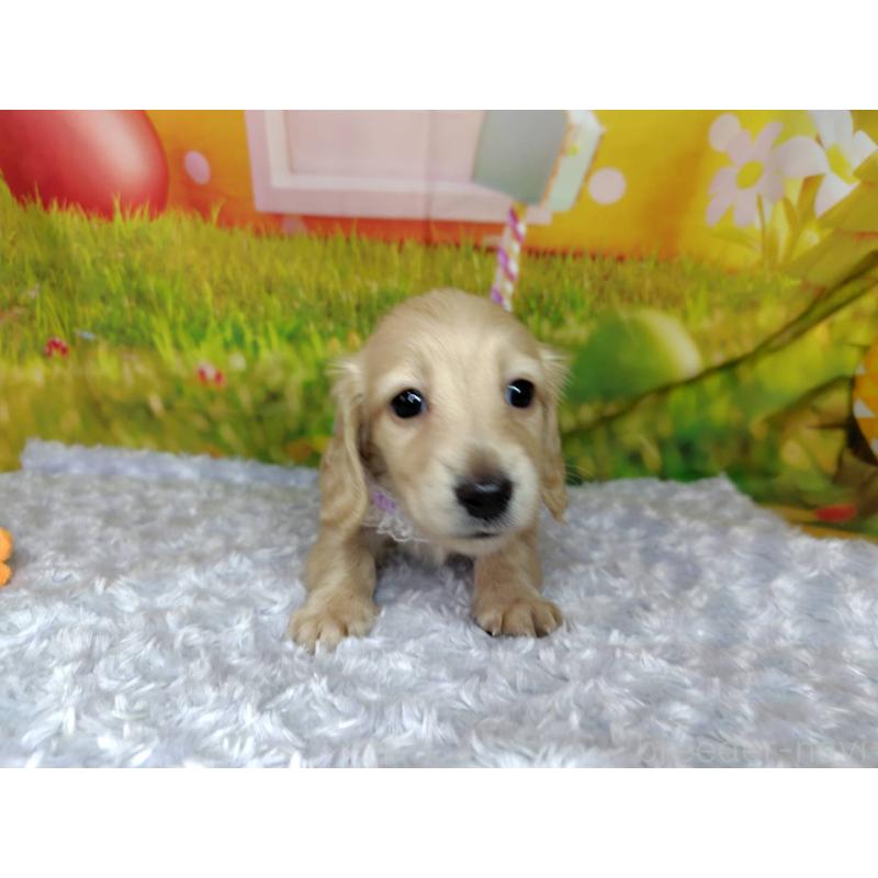 成約済の神奈川県のミニチュアダックスフンド(ロングヘアード)-446618の4枚目