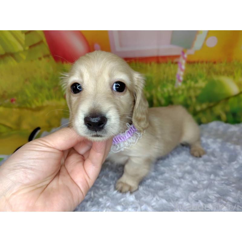 成約済の神奈川県のミニチュアダックスフンド(ロングヘアード)-446618の3枚目